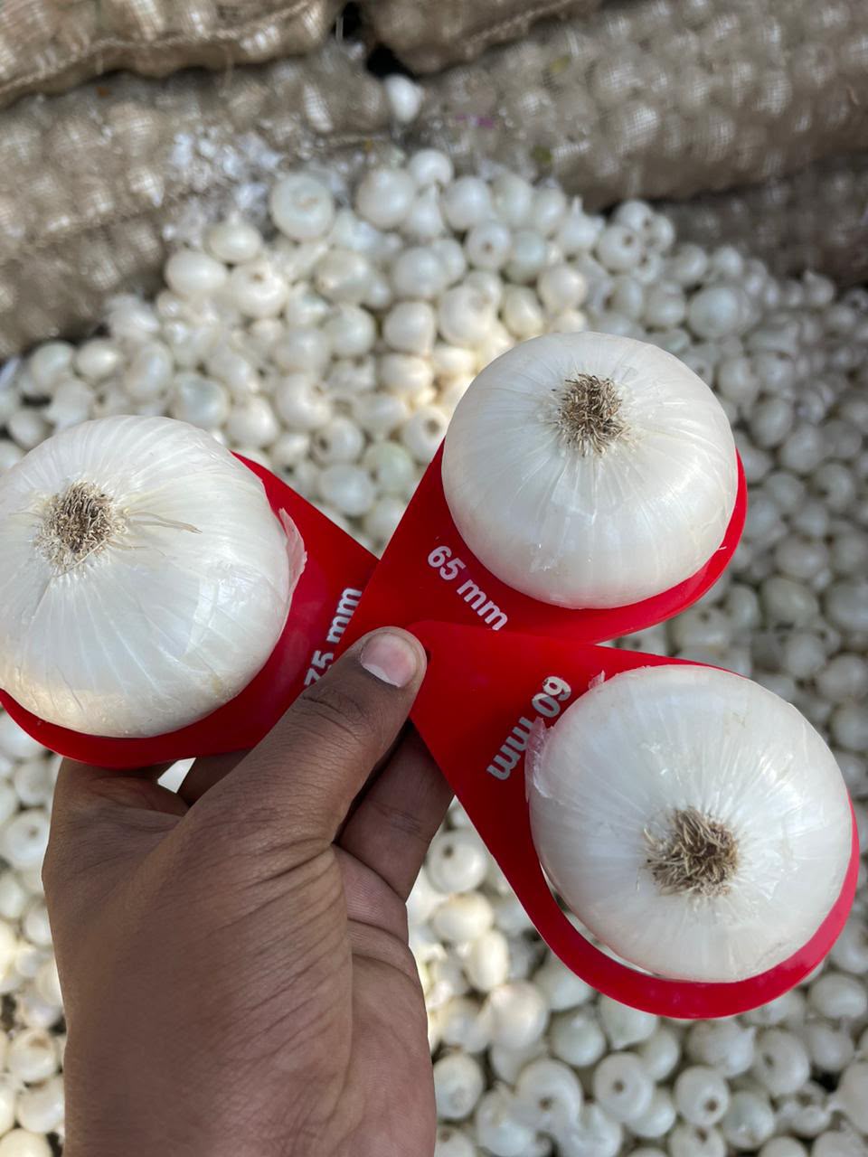White onions size check